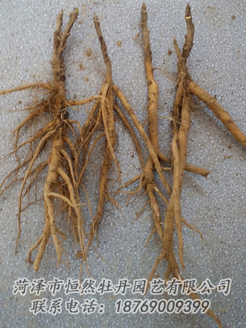 點(diǎn)擊查看詳細(xì)信息<br>標(biāo)題：牡丹苗 閱讀次數(shù)：1894