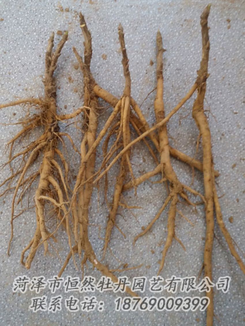 點(diǎn)擊查看詳細(xì)信息<br>標(biāo)題：牡丹苗 閱讀次數(shù)：1887