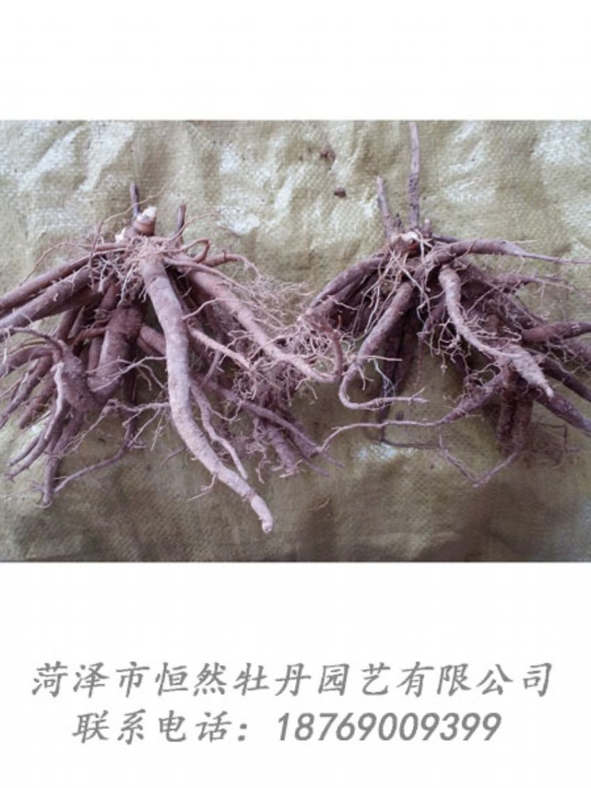 點(diǎn)擊查看詳細(xì)信息<br>標(biāo)題：二年芍藥苗 閱讀次數(shù)：1937