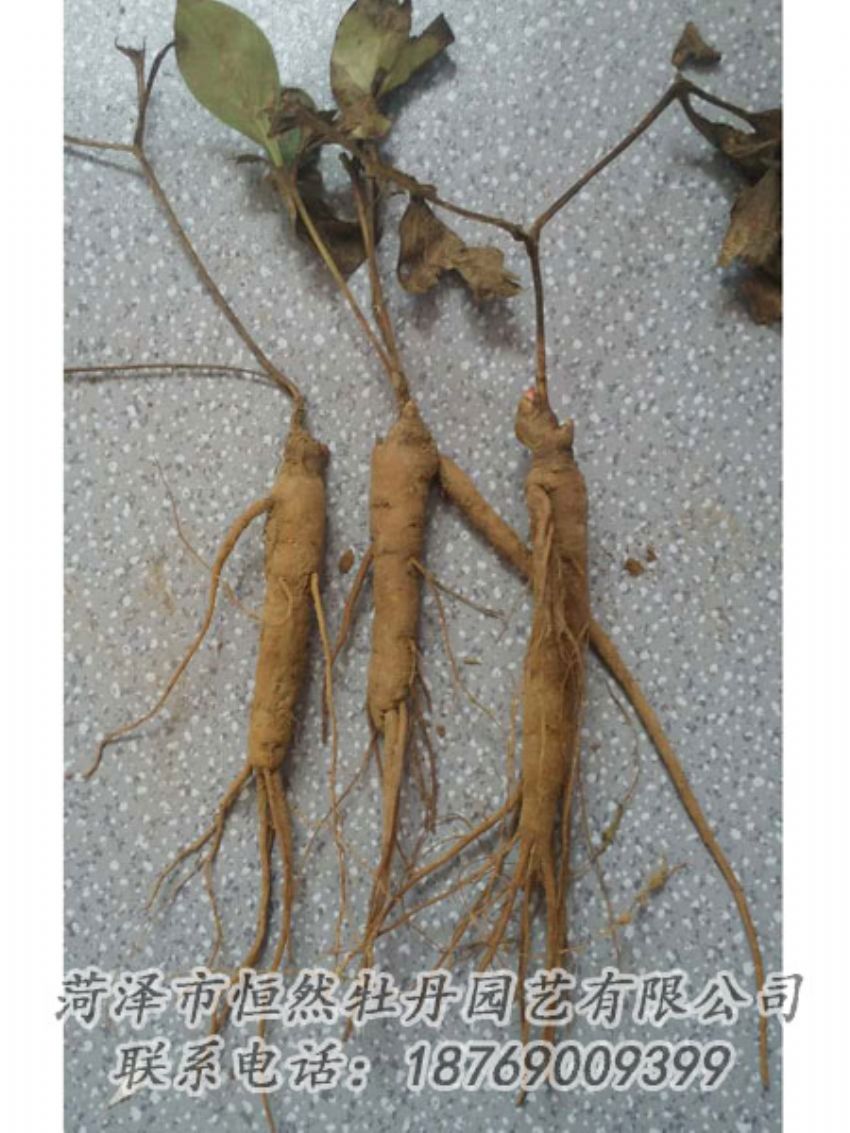 點(diǎn)擊查看詳細(xì)信息<br>標(biāo)題：芍藥苗 閱讀次數(shù)：1944