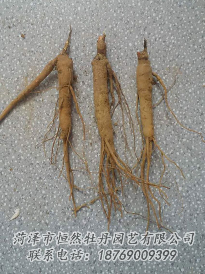 點(diǎn)擊查看詳細(xì)信息<br>標(biāo)題：芍藥苗 閱讀次數(shù)：2012