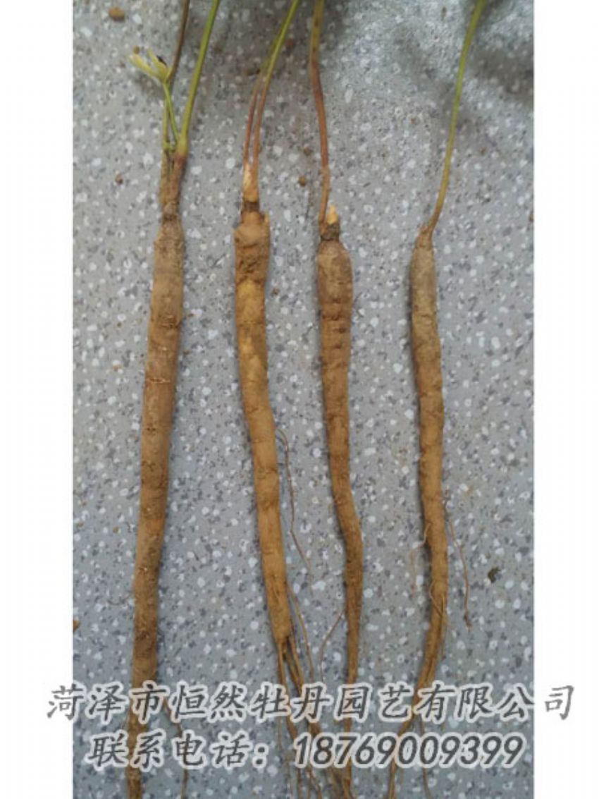 點(diǎn)擊查看詳細(xì)信息<br>標(biāo)題：芍藥苗 閱讀次數(shù)：2174