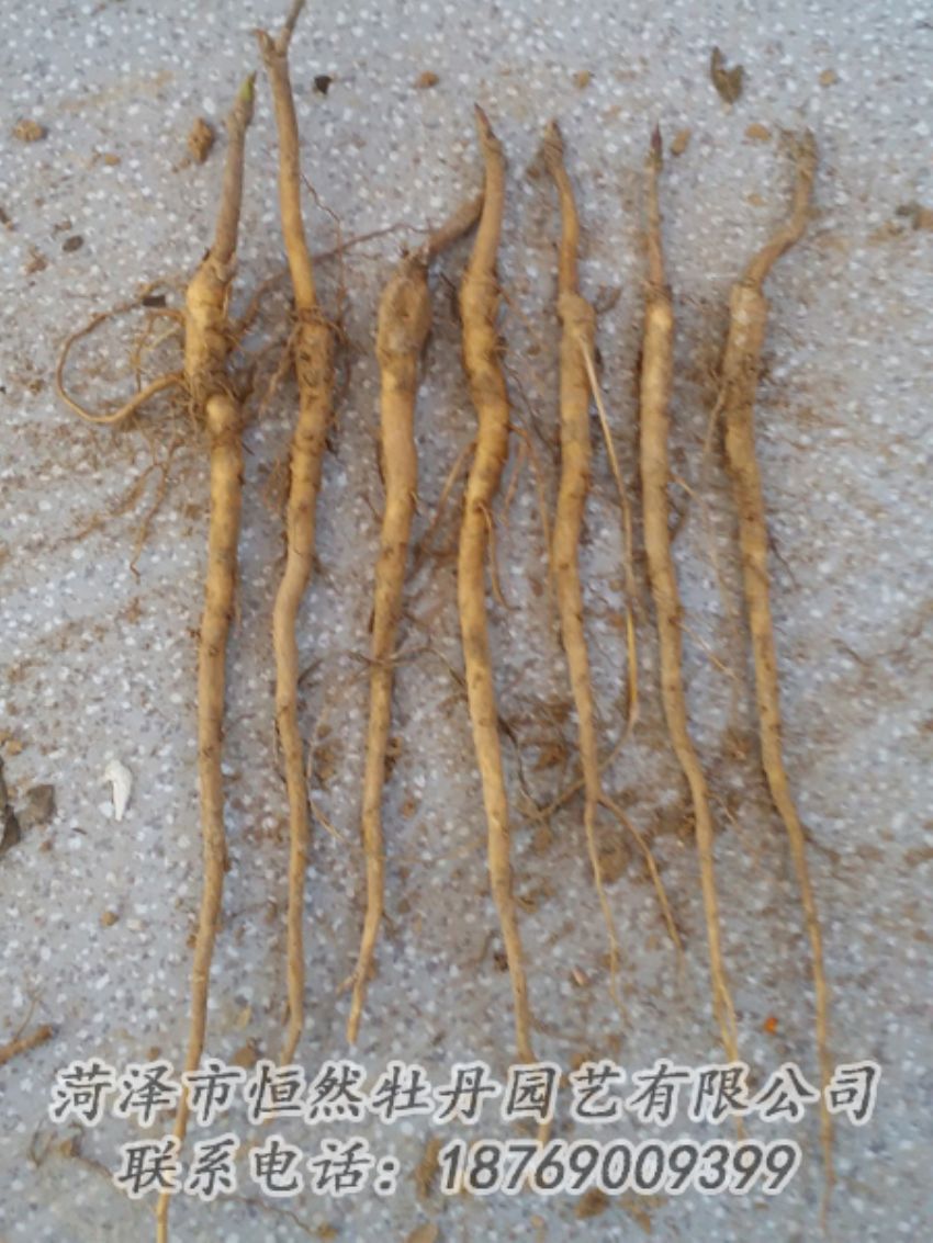 點(diǎn)擊查看詳細(xì)信息<br>標(biāo)題：牡丹苗 閱讀次數(shù)：1975