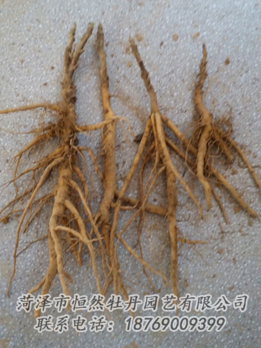 點(diǎn)擊查看詳細(xì)信息<br>標(biāo)題：牡丹苗 閱讀次數(shù)：1947