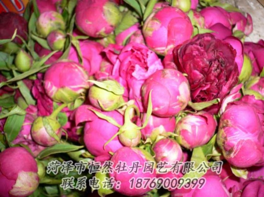 點擊查看詳細信息<br>標(biāo)題：芍藥切花 閱讀次數(shù)：2147