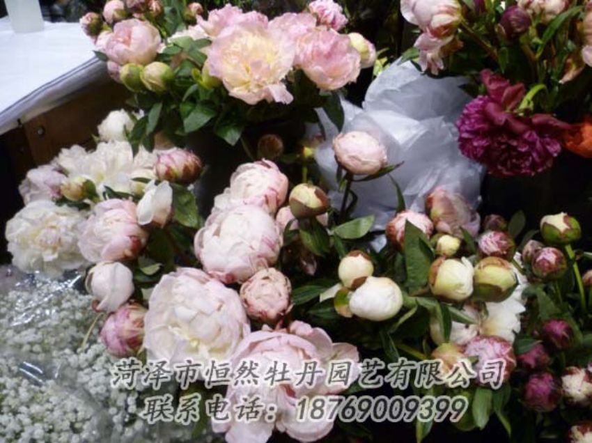 點(diǎn)擊查看詳細(xì)信息<br>標(biāo)題：芍藥切花 閱讀次數(shù)：2066