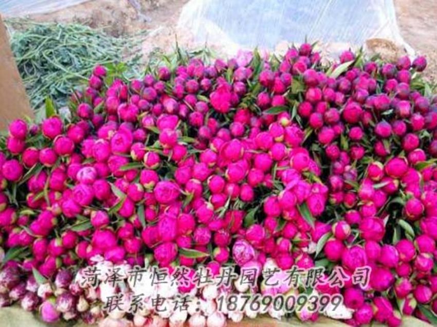 點(diǎn)擊查看詳細(xì)信息<br>標(biāo)題：芍藥切花 閱讀次數(shù)：2046