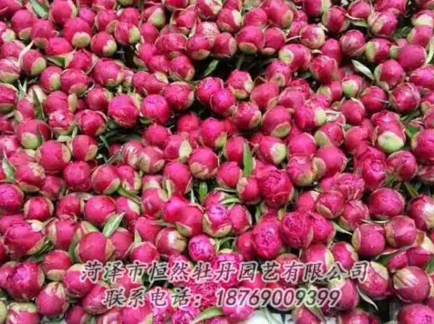 點(diǎn)擊查看詳細(xì)信息<br>標(biāo)題：芍藥切花 閱讀次數(shù)：2117