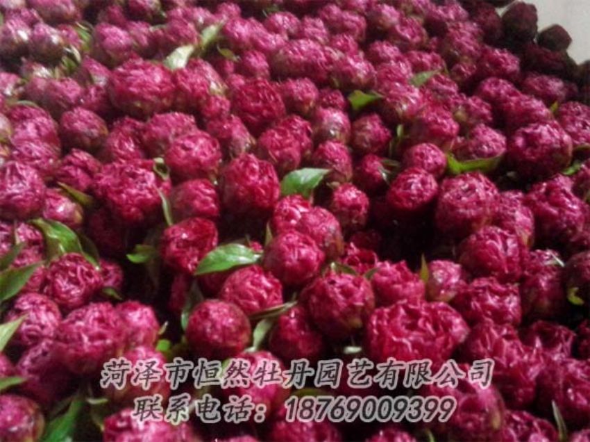 點(diǎn)擊查看詳細(xì)信息<br>標(biāo)題：芍藥切花 閱讀次數(shù)：1952