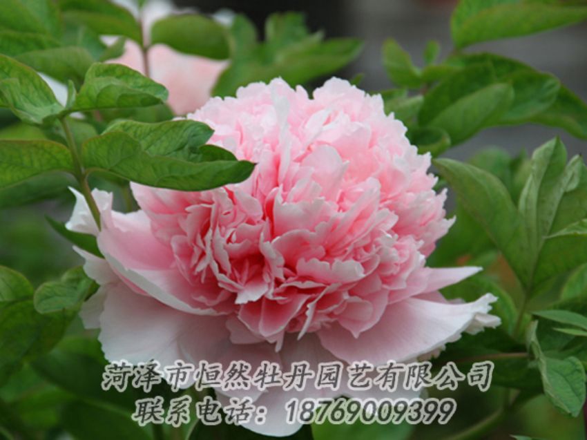 點(diǎn)擊查看詳細(xì)信息<br>標(biāo)題：粉色牡丹 閱讀次數(shù)：1859