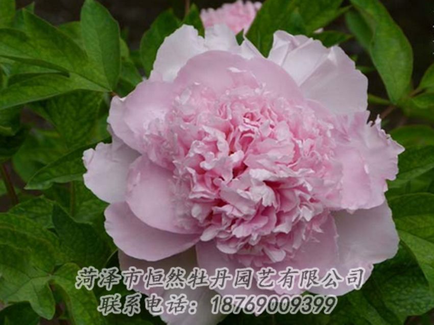 點(diǎn)擊查看詳細(xì)信息<br>標(biāo)題：粉色牡丹 閱讀次數(shù)：1964