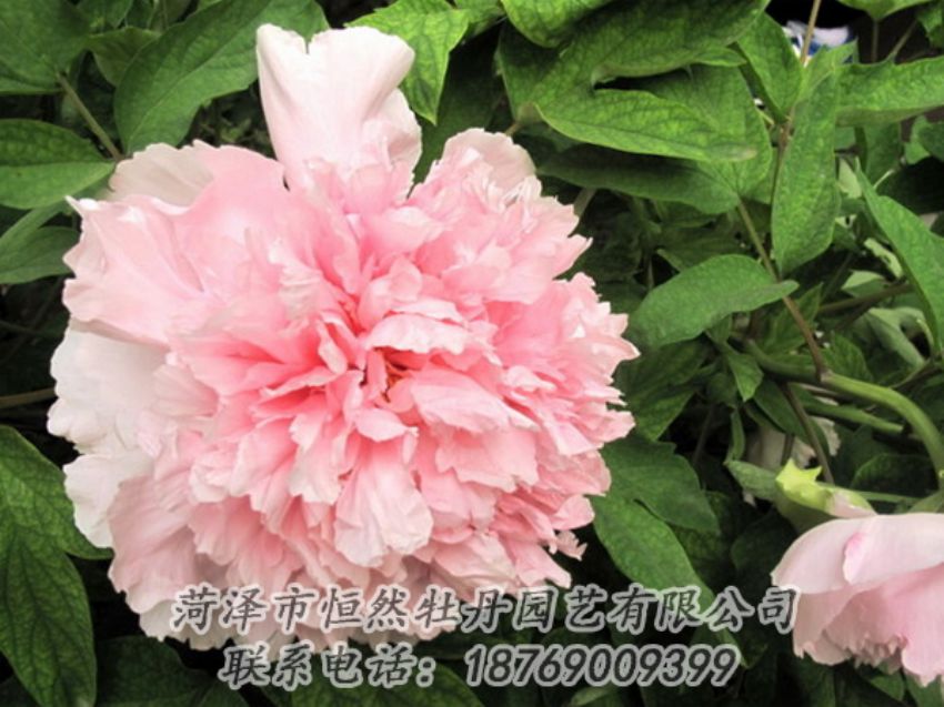 點(diǎn)擊查看詳細(xì)信息<br>標(biāo)題：粉色牡丹 閱讀次數(shù)：1798