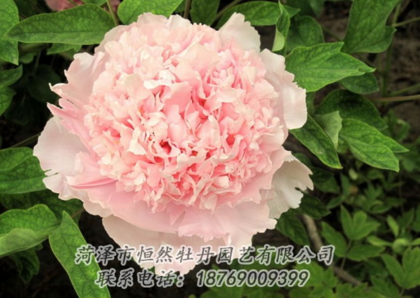 點(diǎn)擊查看詳細(xì)信息<br>標(biāo)題：粉色牡丹 閱讀次數(shù)：1911