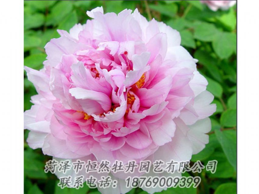 點(diǎn)擊查看詳細(xì)信息<br>標(biāo)題：粉色牡丹 閱讀次數(shù)：1933