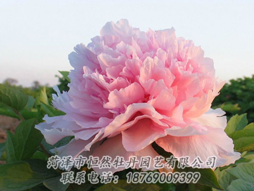 點(diǎn)擊查看詳細(xì)信息<br>標(biāo)題：粉色牡丹 閱讀次數(shù)：1996