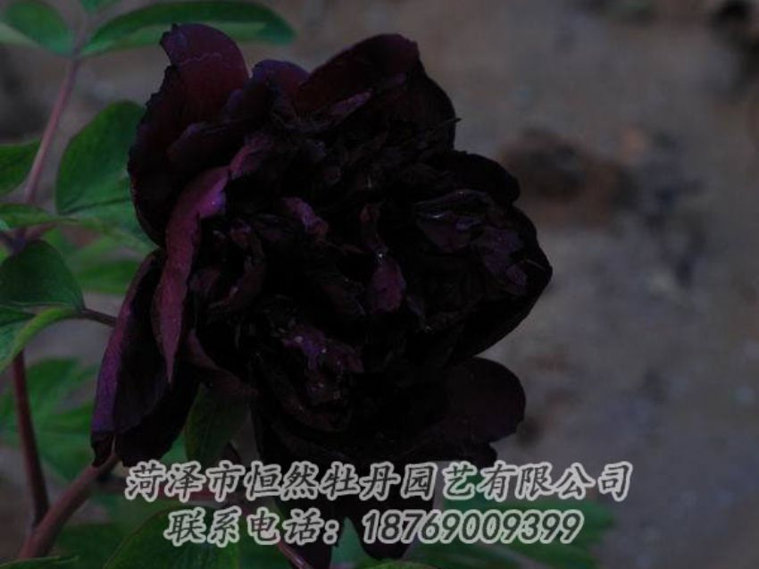 點(diǎn)擊查看詳細(xì)信息<br>標(biāo)題：黑色牡丹 閱讀次數(shù)：1947