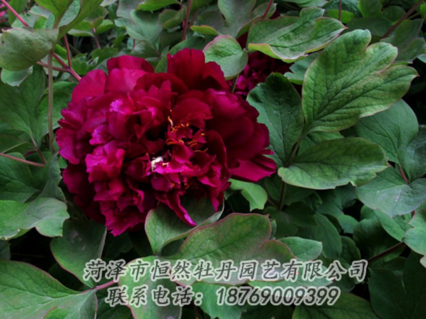 點(diǎn)擊查看詳細(xì)信息<br>標(biāo)題：黑色牡丹 閱讀次數(shù)：1967