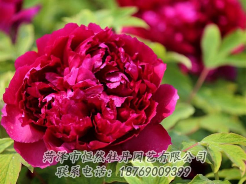 點(diǎn)擊查看詳細(xì)信息<br>標(biāo)題：黑色牡丹 閱讀次數(shù)：1883