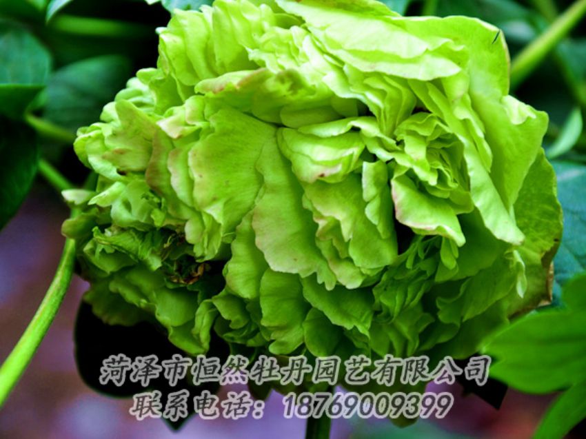 點(diǎn)擊查看詳細(xì)信息<br>標(biāo)題：綠色牡丹 閱讀次數(shù)：1911