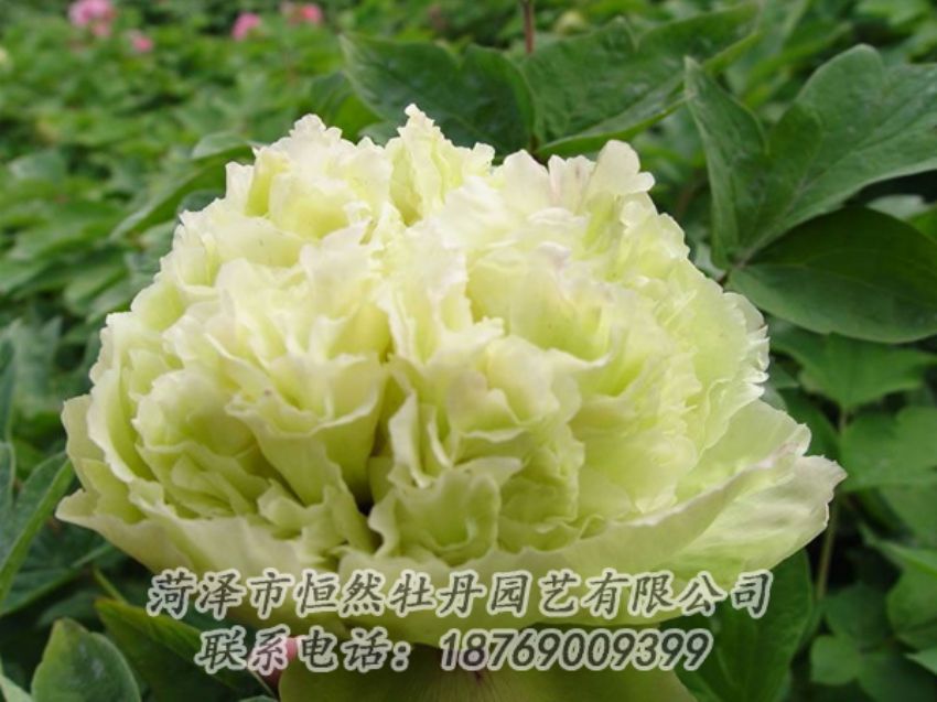 點(diǎn)擊查看詳細(xì)信息<br>標(biāo)題：綠色牡丹 閱讀次數(shù)：1854