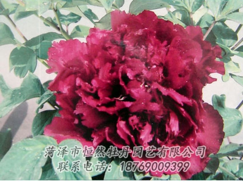 點(diǎn)擊查看詳細(xì)信息<br>標(biāo)題：黑色牡丹 閱讀次數(shù)：1968