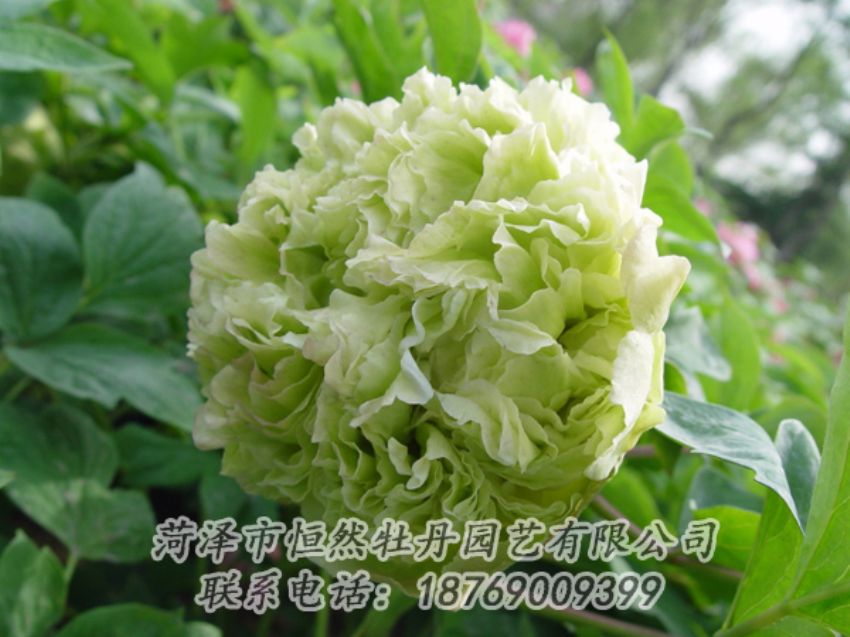 點(diǎn)擊查看詳細(xì)信息<br>標(biāo)題：綠色牡丹 閱讀次數(shù)：1939