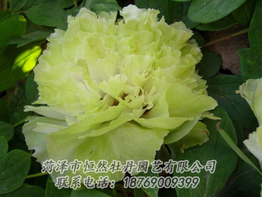 點(diǎn)擊查看詳細(xì)信息<br>標(biāo)題：綠色牡丹 閱讀次數(shù)：2005