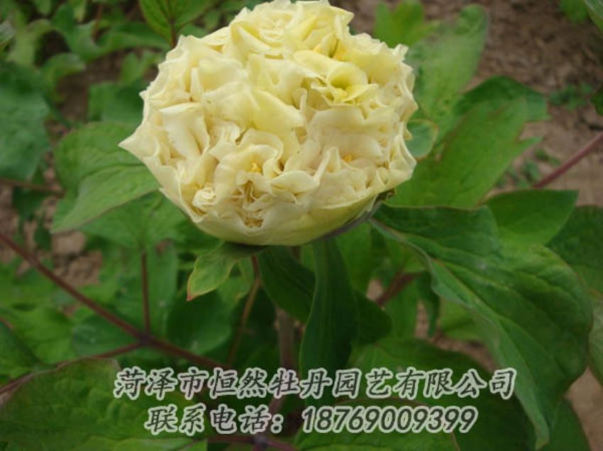 點(diǎn)擊查看詳細(xì)信息<br>標(biāo)題：黃色牡丹 閱讀次數(shù)：1932