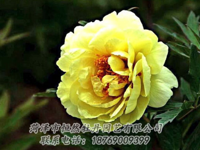 點(diǎn)擊查看詳細(xì)信息<br>標(biāo)題：黃色牡丹 閱讀次數(shù)：1814