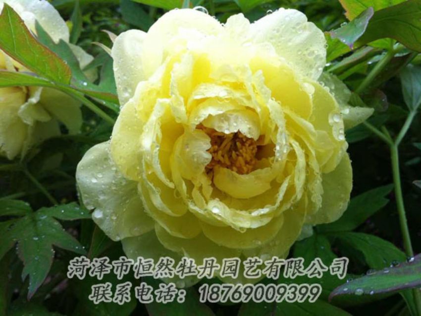 點(diǎn)擊查看詳細(xì)信息<br>標(biāo)題：黃色牡丹 閱讀次數(shù)：1818