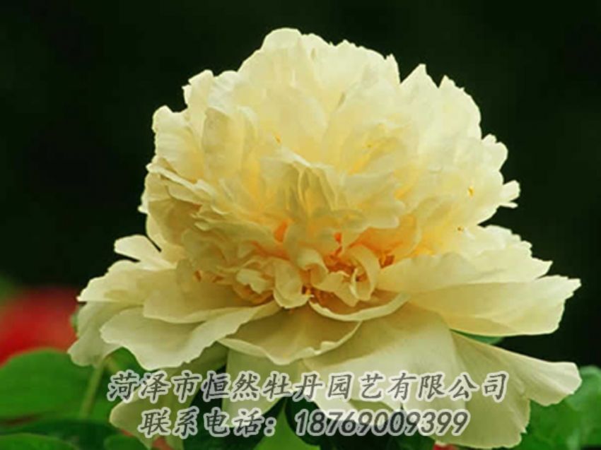 點(diǎn)擊查看詳細(xì)信息<br>標(biāo)題：黃色牡丹 閱讀次數(shù)：1875