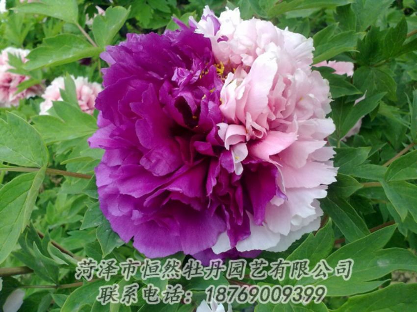 點(diǎn)擊查看詳細(xì)信息<br>標(biāo)題：復(fù)色牡丹 閱讀次數(shù)：1972