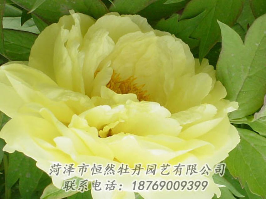 點(diǎn)擊查看詳細(xì)信息<br>標(biāo)題：黃色牡丹 閱讀次數(shù)：1907
