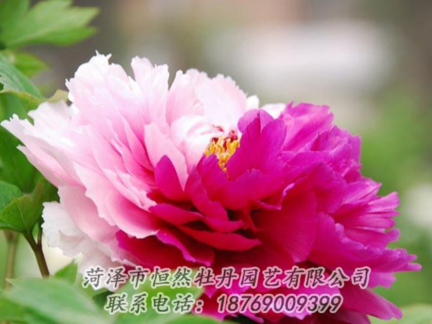 點(diǎn)擊查看詳細(xì)信息<br>標(biāo)題：花二喬 閱讀次數(shù)：1950