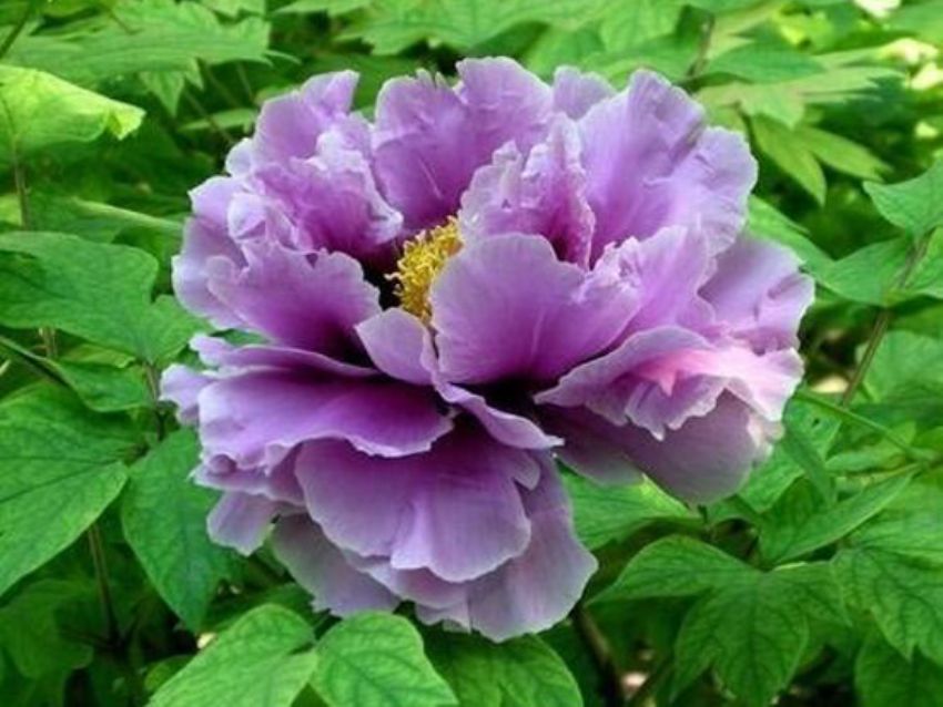 點(diǎn)擊查看詳細(xì)信息<br>標(biāo)題：藍(lán)田玉 閱讀次數(shù)：1994