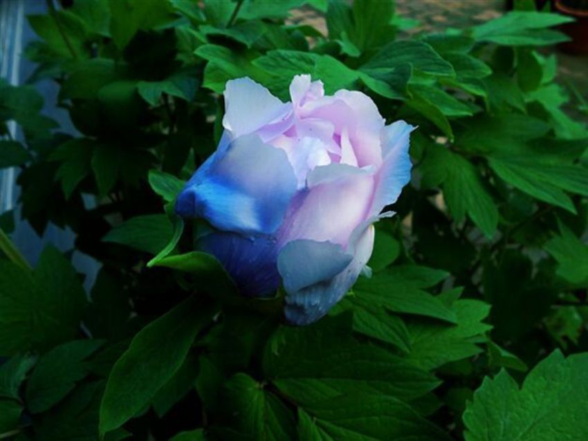 點(diǎn)擊查看詳細(xì)信息<br>標(biāo)題：藍(lán)花魁 閱讀次數(shù)：2150