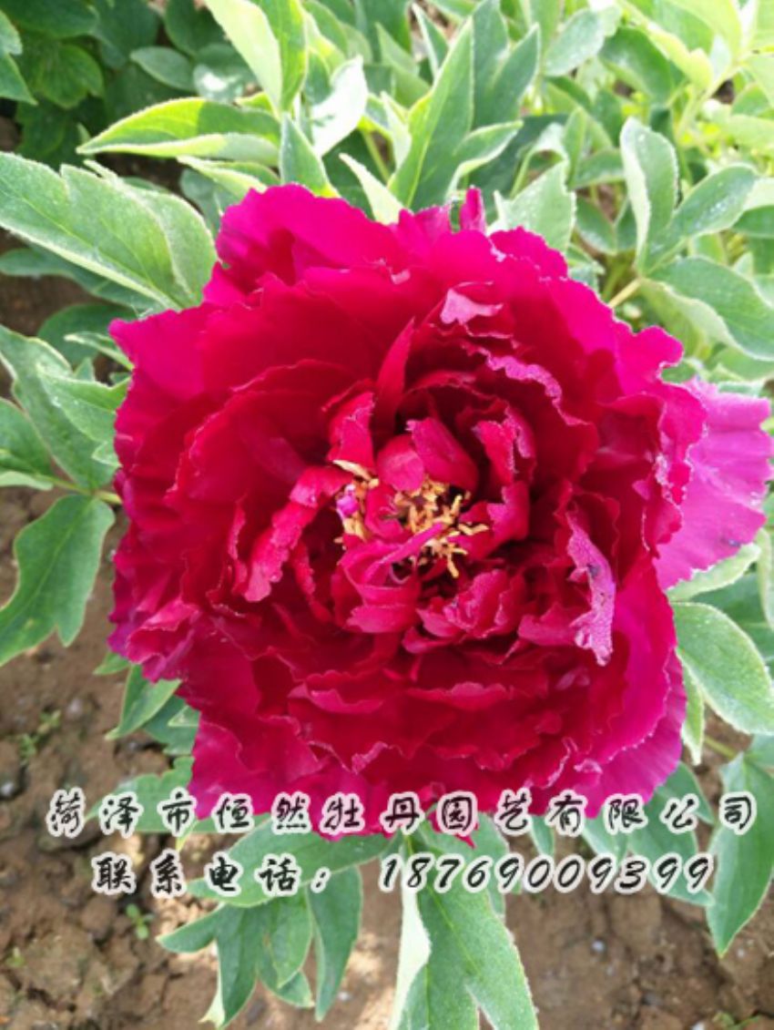 點(diǎn)擊查看詳細(xì)信息<br>標(biāo)題：紅色牡丹 閱讀次數(shù)：1827