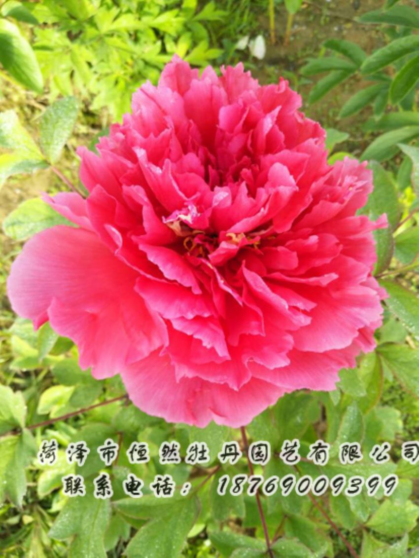 點(diǎn)擊查看詳細(xì)信息<br>標(biāo)題：紅色牡丹 閱讀次數(shù)：1871