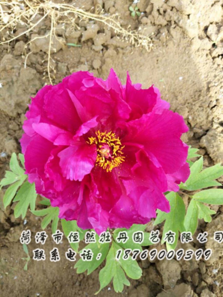 點(diǎn)擊查看詳細(xì)信息<br>標(biāo)題：紅色牡丹 閱讀次數(shù)：1922