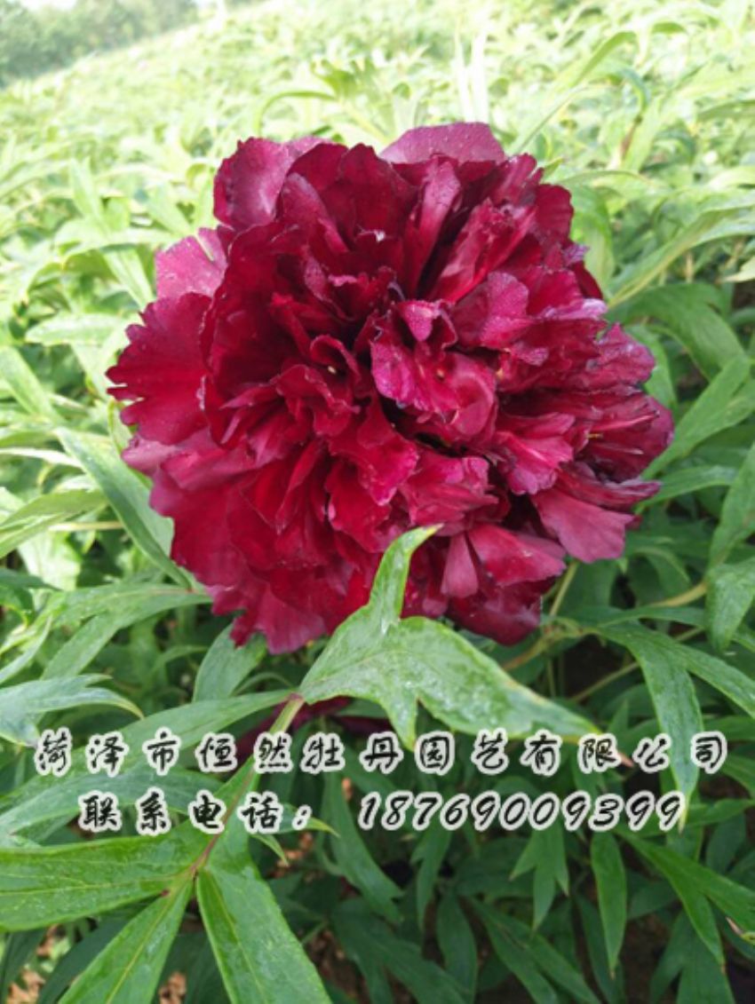 點(diǎn)擊查看詳細(xì)信息<br>標(biāo)題：黑色牡丹 閱讀次數(shù)：1906