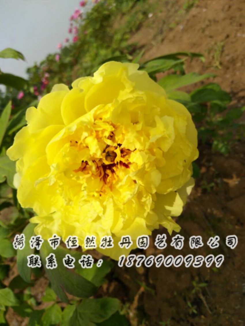 點(diǎn)擊查看詳細(xì)信息<br>標(biāo)題：黃色牡丹 閱讀次數(shù)：1908