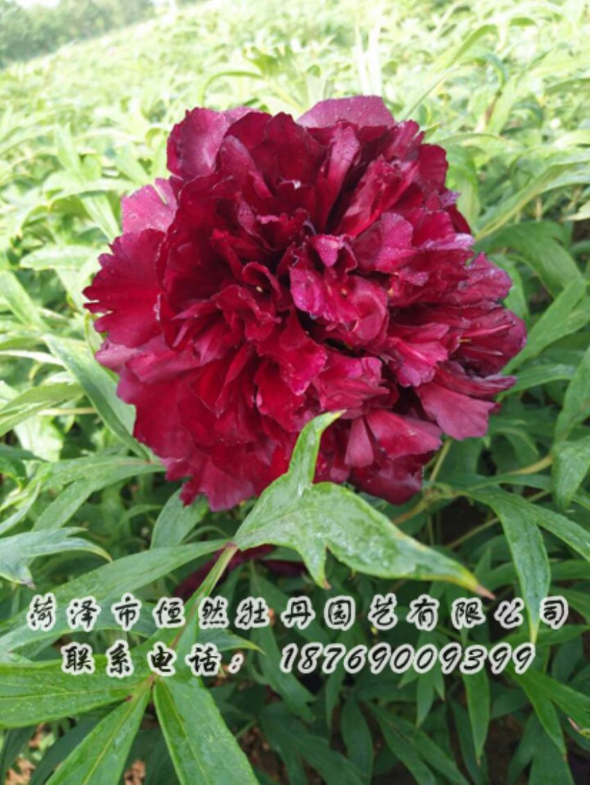 點(diǎn)擊查看詳細(xì)信息<br>標(biāo)題：黑色牡丹 閱讀次數(shù)：1786