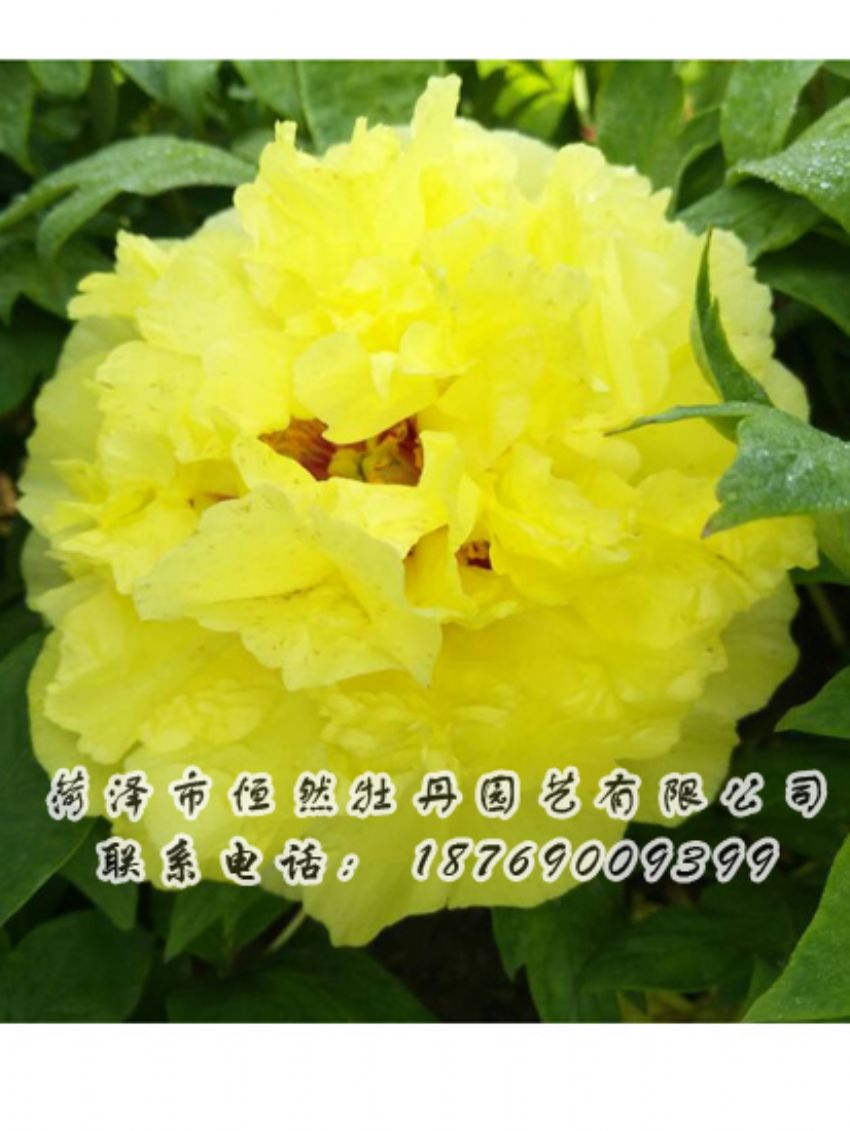 點(diǎn)擊查看詳細(xì)信息<br>標(biāo)題：黃色牡丹 閱讀次數(shù)：1982