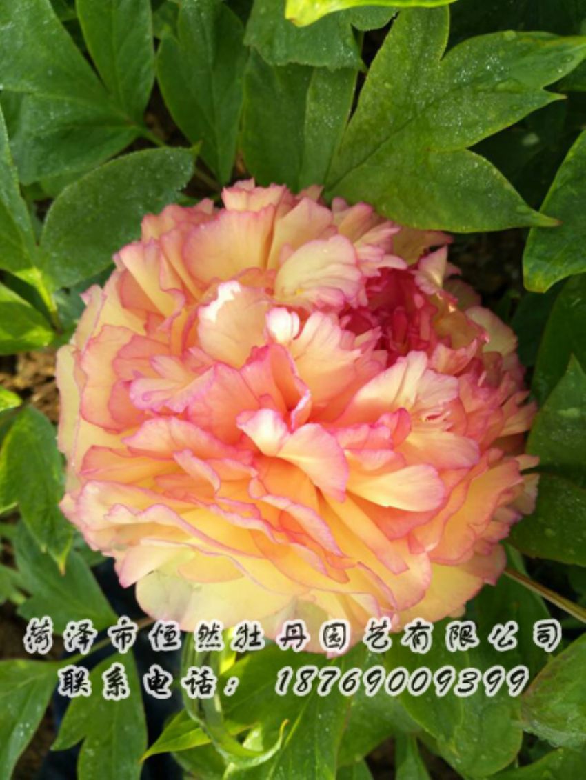 點(diǎn)擊查看詳細(xì)信息<br>標(biāo)題：復(fù)色系 閱讀次數(shù)：1803