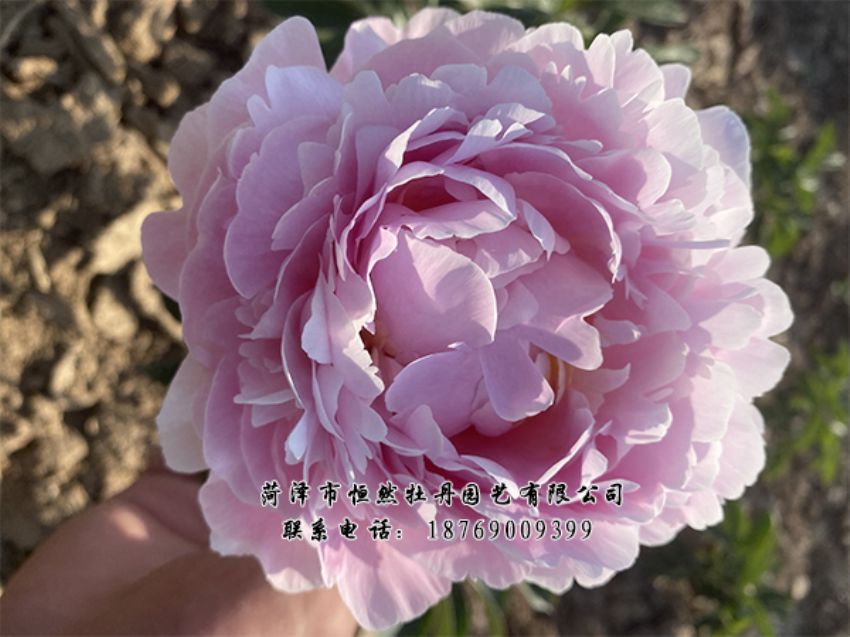 點(diǎn)擊查看詳細(xì)信息<br>標(biāo)題：進(jìn)口芍藥 閱讀次數(shù)：329