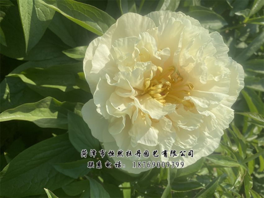 點(diǎn)擊查看詳細(xì)信息<br>標(biāo)題：進(jìn)口芍藥 閱讀次數(shù)：361