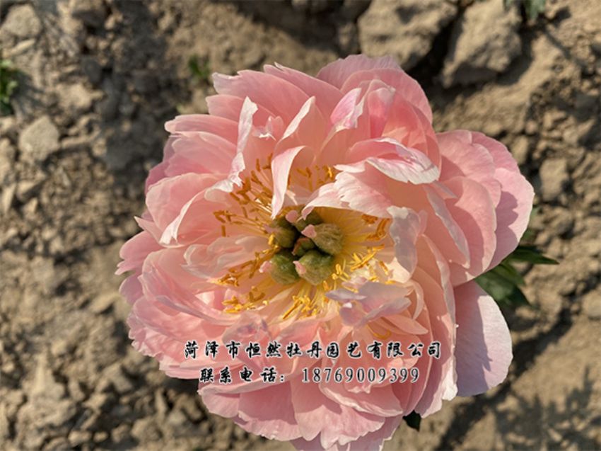 點(diǎn)擊查看詳細(xì)信息<br>標(biāo)題：進(jìn)口芍藥 閱讀次數(shù)：357