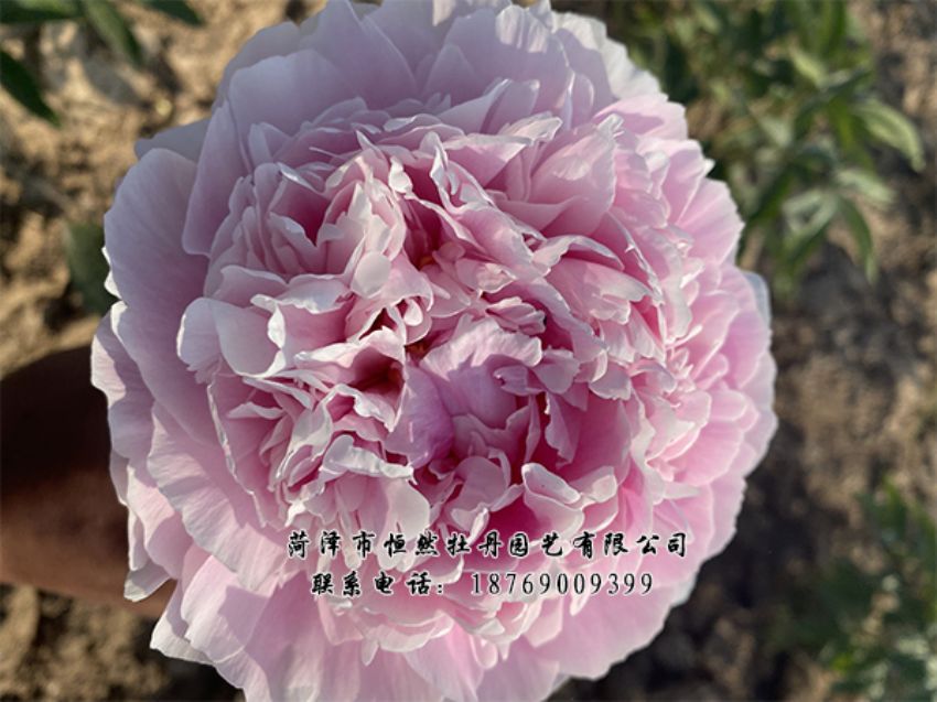 點(diǎn)擊查看詳細(xì)信息<br>標(biāo)題：進(jìn)口芍藥 閱讀次數(shù)：350