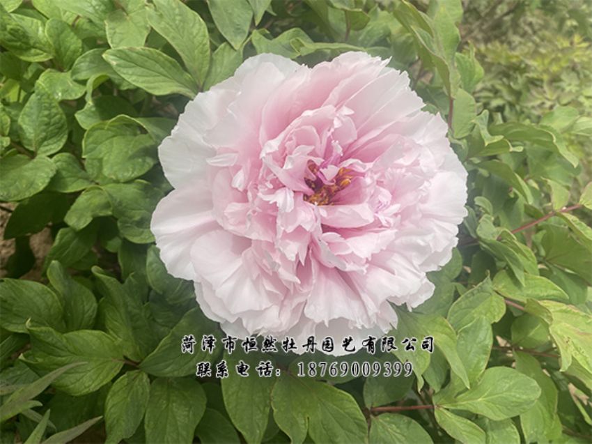 點(diǎn)擊查看詳細(xì)信息<br>標(biāo)題：進(jìn)口芍藥 閱讀次數(shù)：336