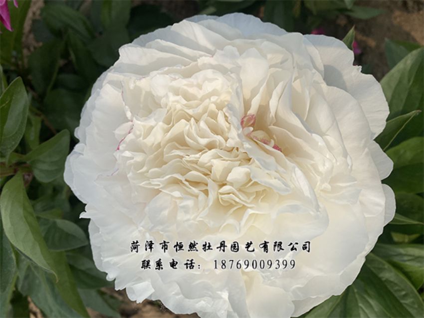 點(diǎn)擊查看詳細(xì)信息<br>標(biāo)題：進(jìn)口芍藥 閱讀次數(shù)：360